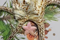 Nautical Elegance - Pink Starfish Pin for a Touch of Sea-inspired Glamour for Your Coat Lapels and Scarfs, Minimalist Style, natural shell